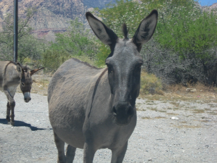 Wild Burro